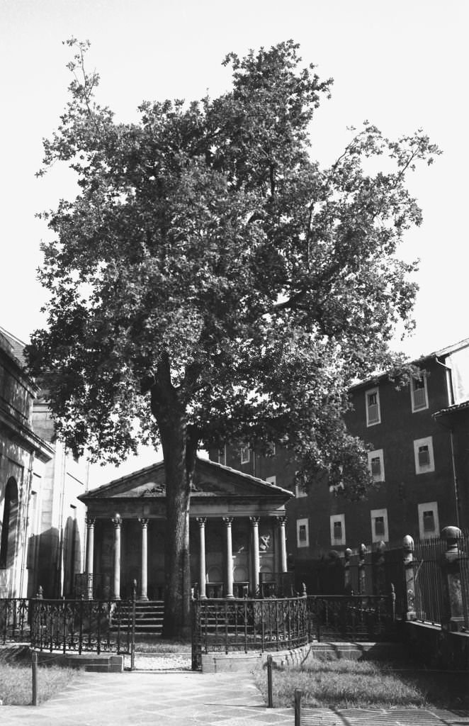 New tree of Guernica, Vizcaya, Spain, 1965.