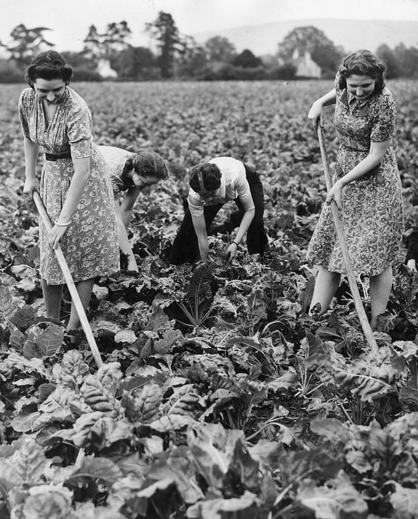 Shop assistants from Boots the Chemist hoeing and weeding a field of mangold (mangel).