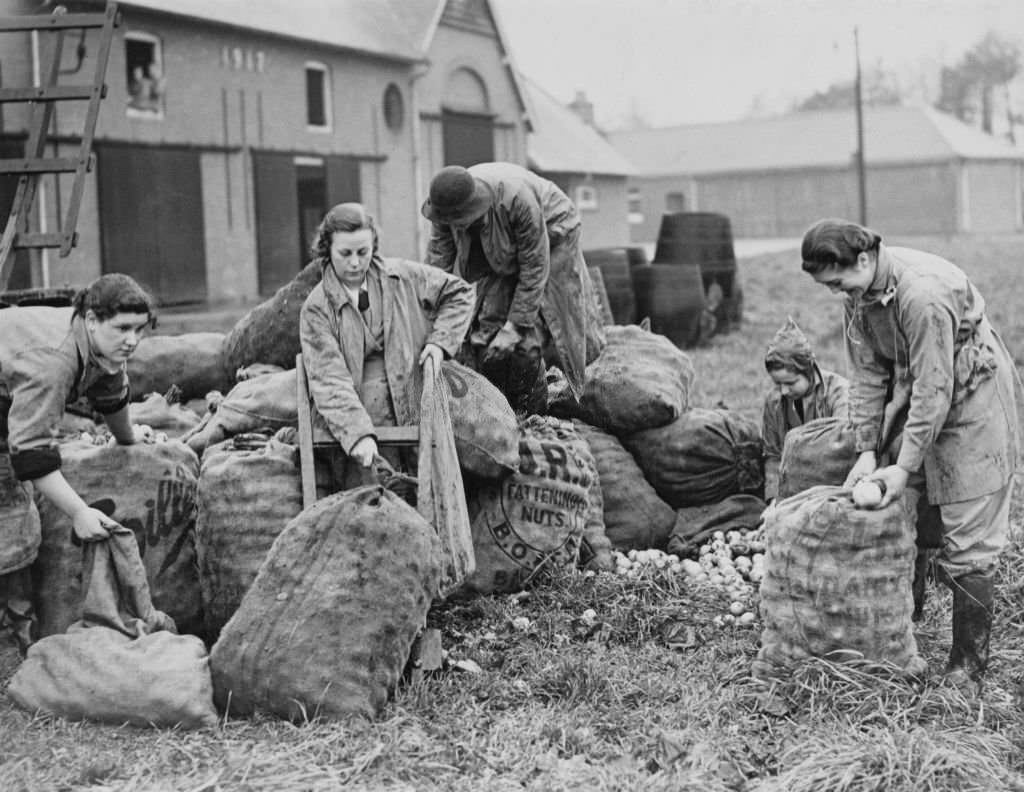 Members of the Women's Land Army (WLA) sort and pack apples into sacks for cider making on 21st November 1939 at the Monmouthshire Institute of Agriculture at Usk in Monmouthshire, South Wales, UK.