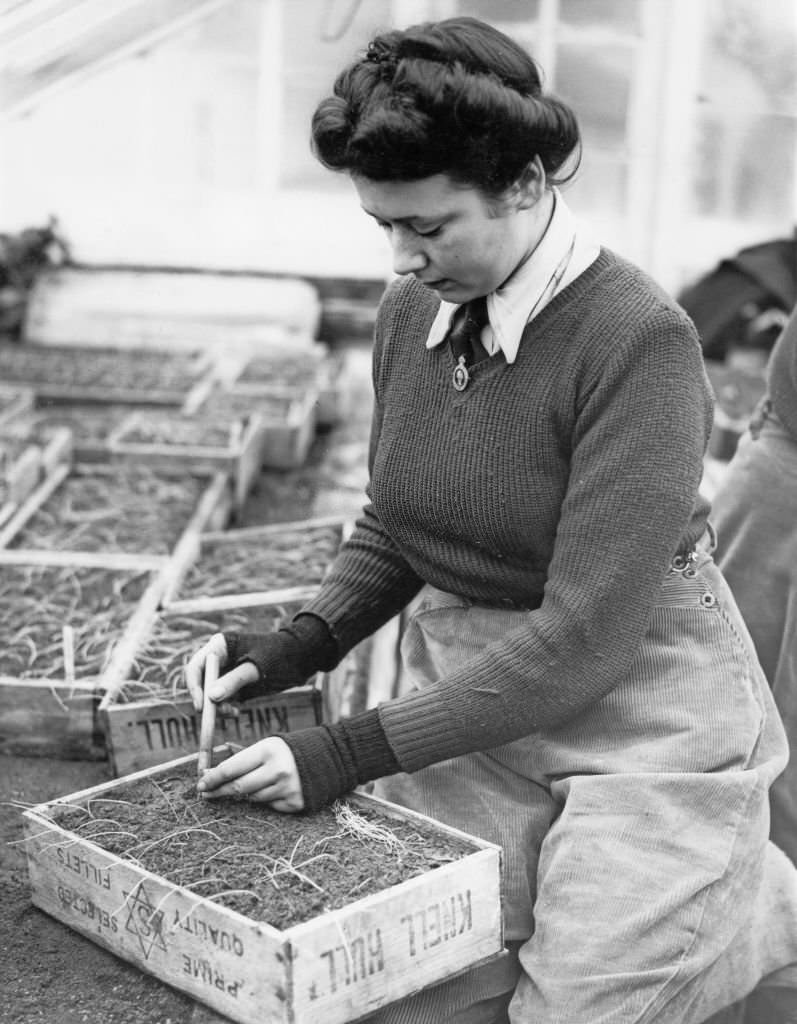 A member of the Women's Land Army (WLA) hand picking onion plants that had been grown from seed on 7th February 1942 at the Coronation Greenhouses in Cheltenham, Gloucestershire, United Kingdom.