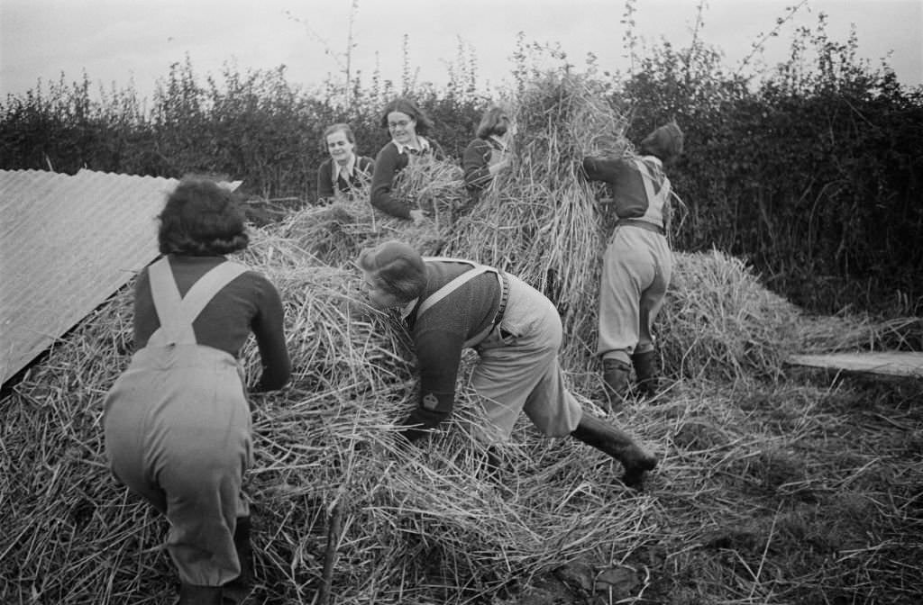 Land Girls' of the Women's Land Army, gathering straw to be used as winter bedding for the cows, on a farm in southern England, November 1941.
