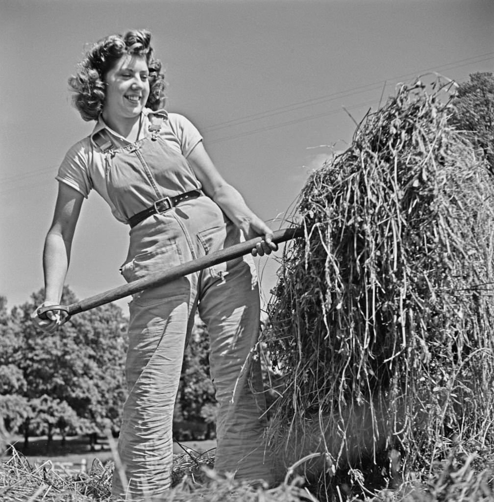 17 year old Land Girl Paddy Coleman of the Women's Land Army uses a pitch fork to move cut grass from a silo at London County Council's Horton Estate Farms near Epsom in Surrey, England. 16th June 1941.
