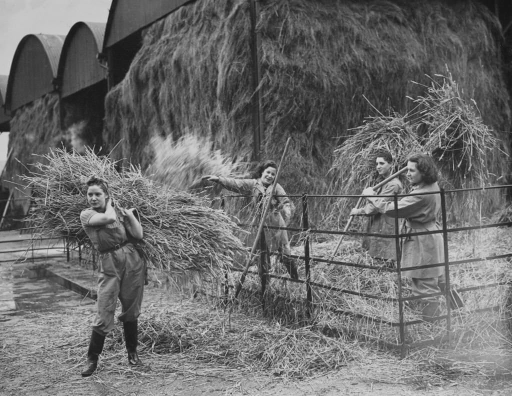 Members of the Women's Land Army (WLA) at work harvesting bushels of straw and hay for animal forage at a WLA training farm on 27th October 1939 in Monmouthshire, South Wales, United Kingdom.