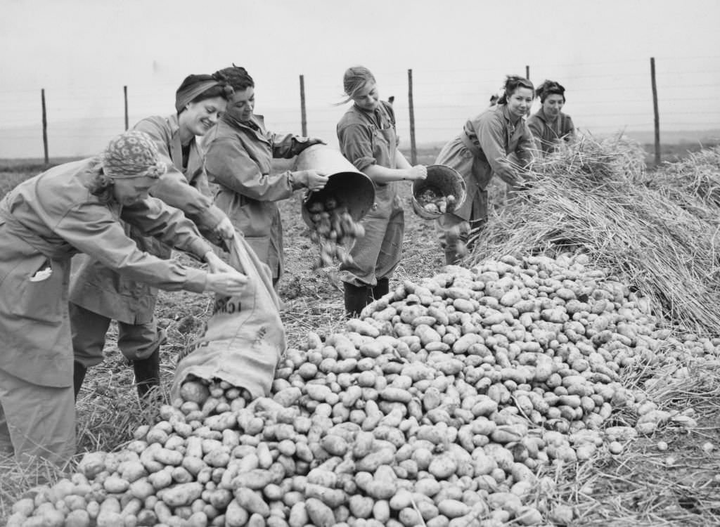 Members of the Women's Land Army (WLA) stacking and protecting potatoes from frost with layers of straw during the potato harvest on 28th September 1939 on farmland in Monmouthshire, South Wales, United Kingdom.