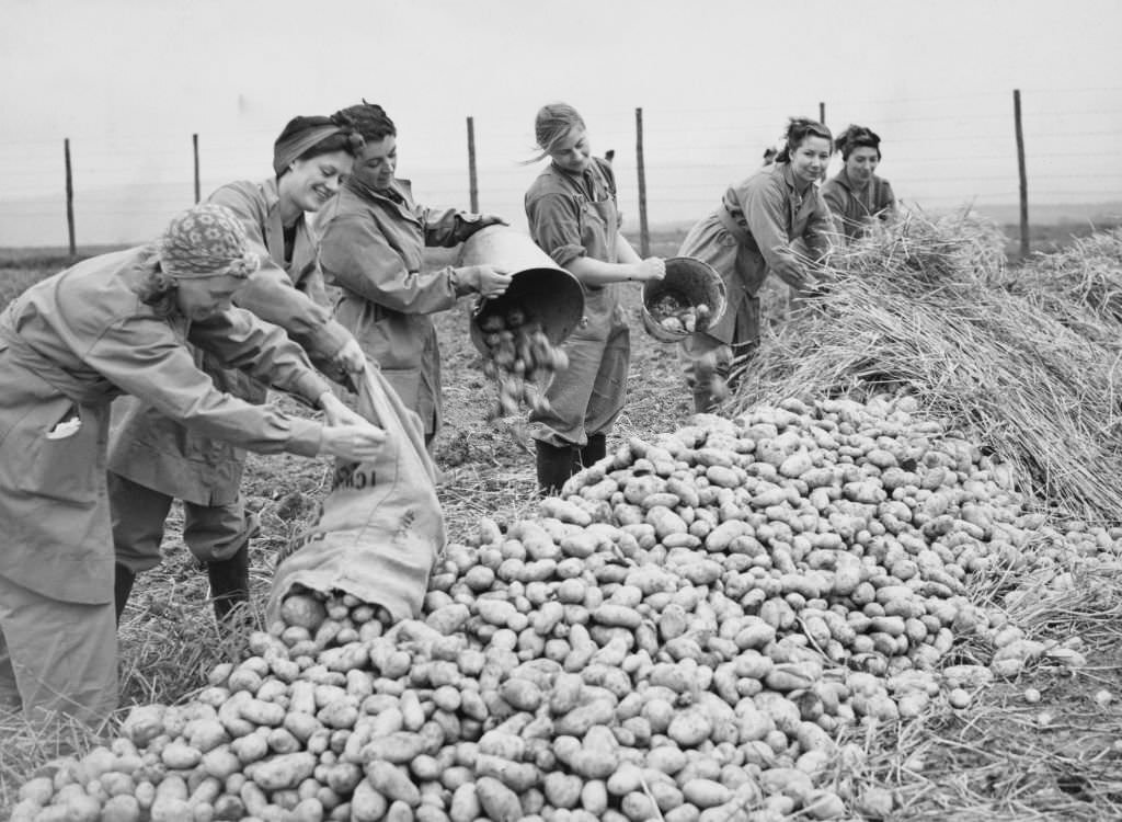 Members of the Women's Land Army (WLA) stacking and protecting potatoes from frost with layers of straw during the potato harvest on 28th September 1939 on farmland in Monmouthshire, South Wales, United Kingdom.