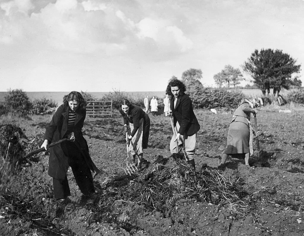 Women with pitchforks clear the straw from a field in Wolverhampton, West Midlands, during World War II.