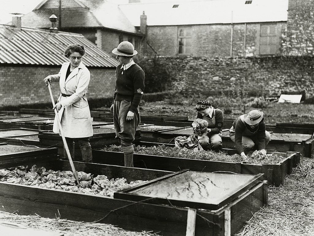Great Britain, Members of the Womens Land Army receiving instruction on varied forms of farm work in Somerset at the Agriculture Institute.
