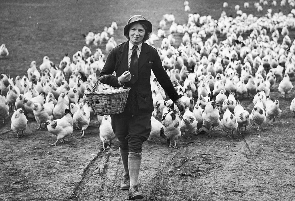 One of many women taking up farming jobs during the war. Miss Marshall collects eggs from chickens in Worcestershire, 1941.