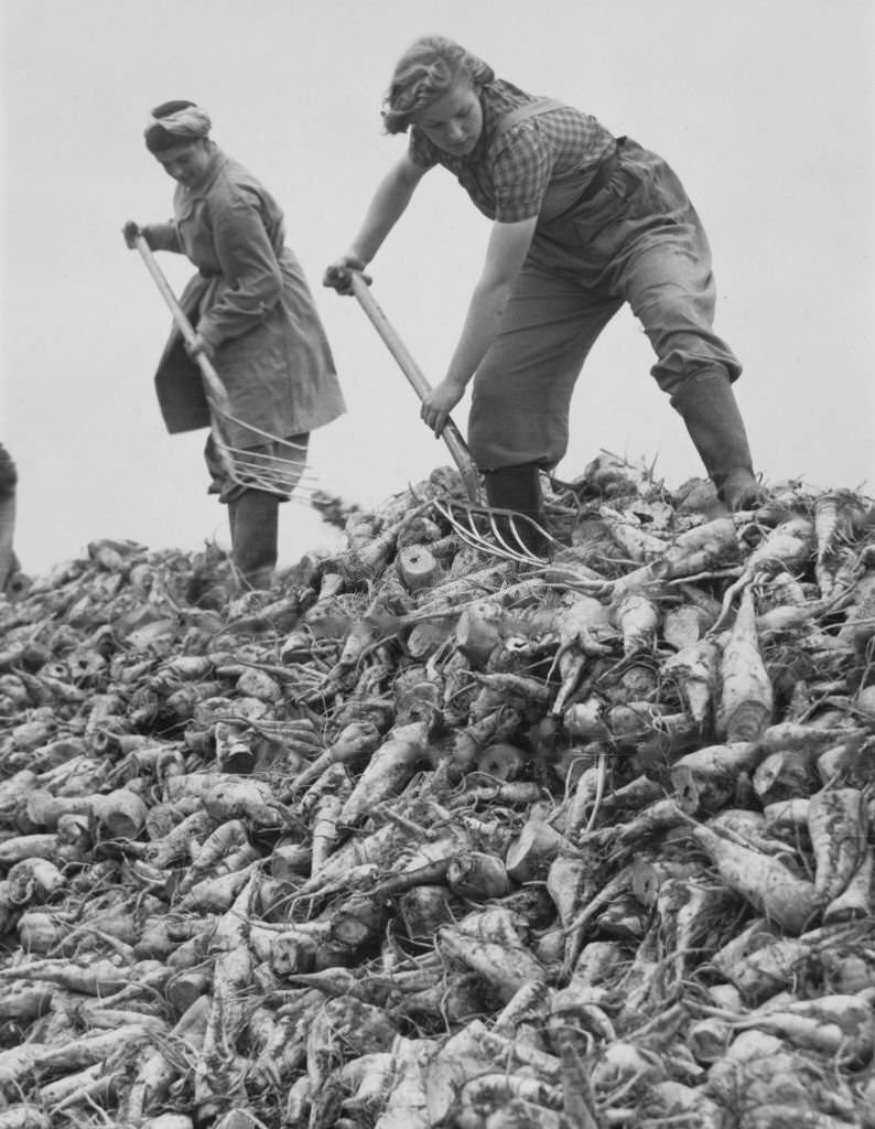 Members of the Women's Land Army (WLA) at work forking sugar beet harvest ready for transportation to a sugar processing plant on 14th October 1940 on farmland in Lincolnshire, England.