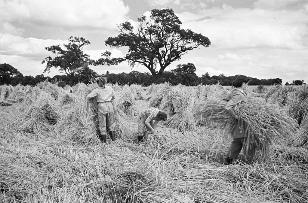 Members of the Women Land Army (WLA) at work on a farm in Hertfordshire, England after the Second World War, June 1946.