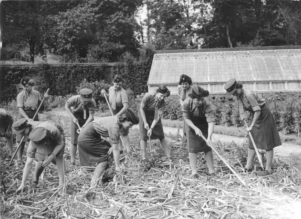 Women of the South Eastern Command of the ATS (Auxiliary Territorial Services) help local English farmers weed their onions, 1943
