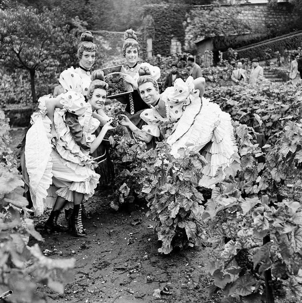 Four of the French-Cancan dancers of the Moulin Rouge picking grapes in the vineyards of the Butte Montmartre in Paris, 1965