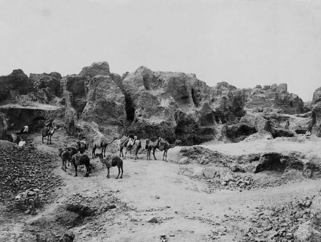 Camels in the desert, 1918