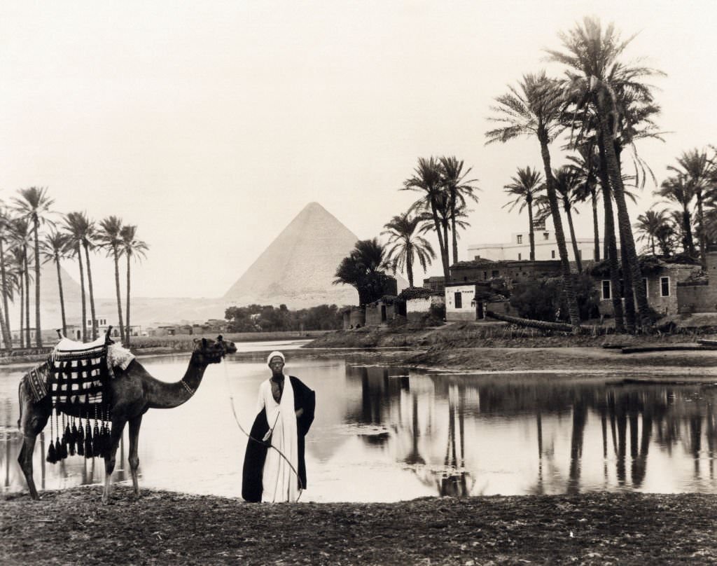 A man and his camel at an oasis with the pyramids of Giza in the background, Egypt, 1917