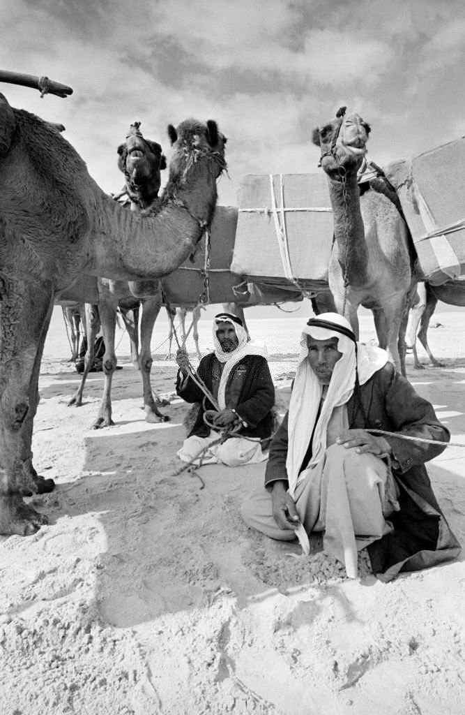 Bedouins transporting parcels of goods on camels in the Sinai desert in November 1978