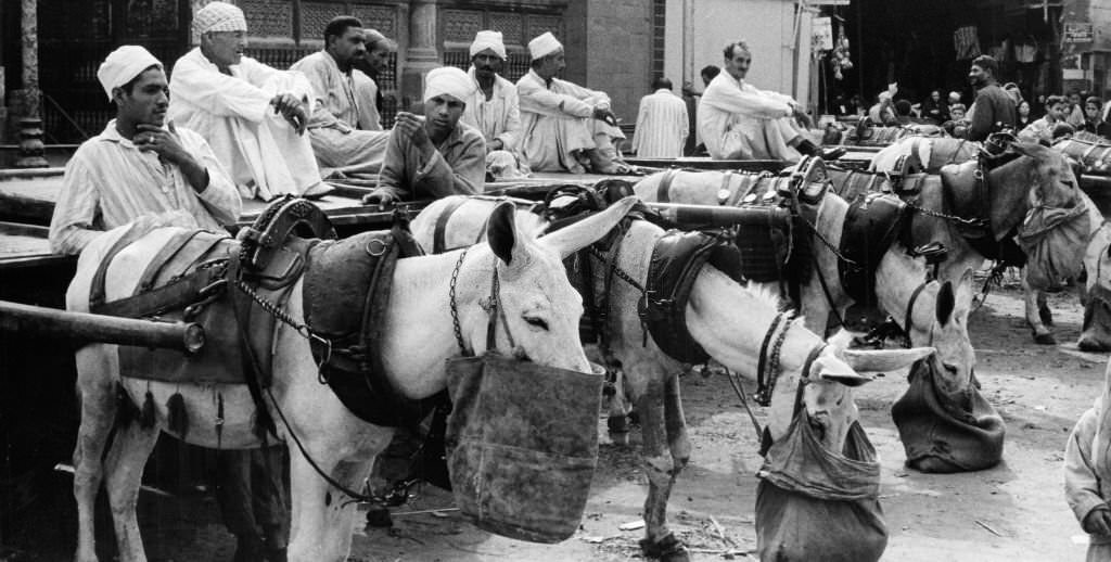 Merchants and transport port workers wait with their pack animals for customers at a bazaar in Cairo, 1972