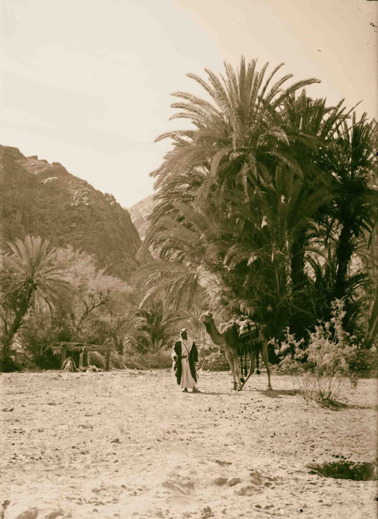 Scene in Wady Feiran, Sinai, Egypt, 1900