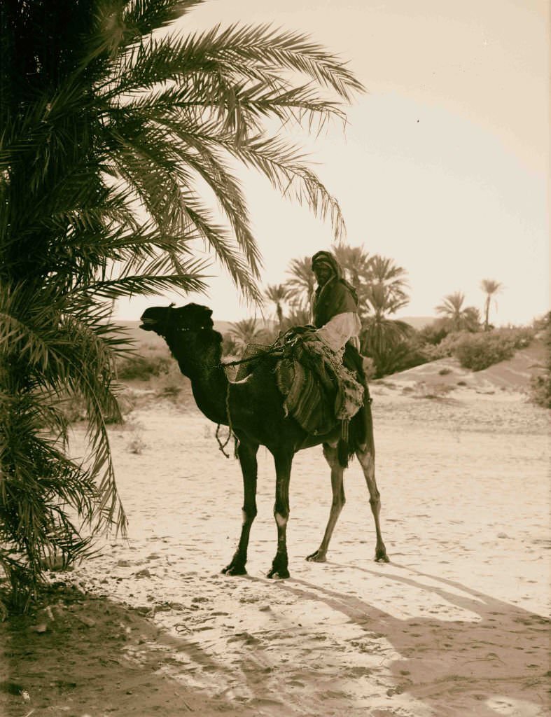 Scene at el-Wad, Sinai, Egypt, 1900.