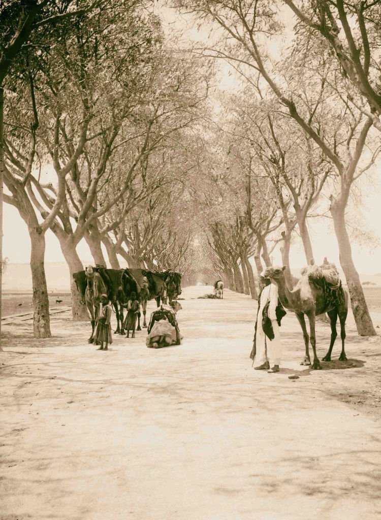 Road leading to the pyramids of Gizeh, 1900.