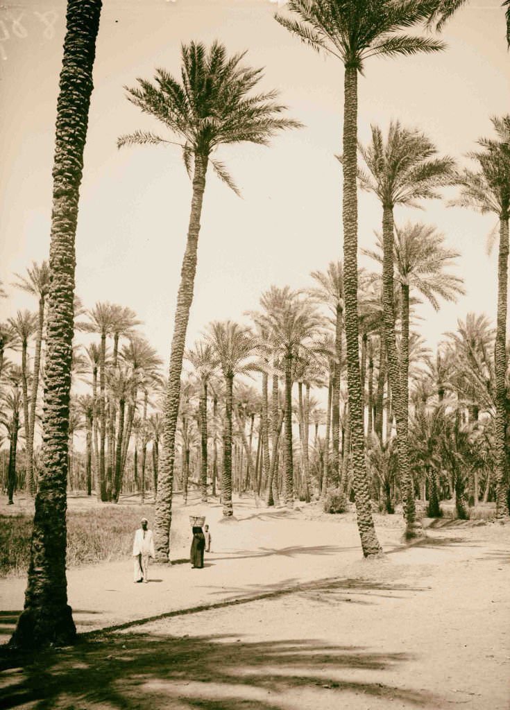 The pyramids of Gizeh. Forest of palms, Memphis, 1900.
