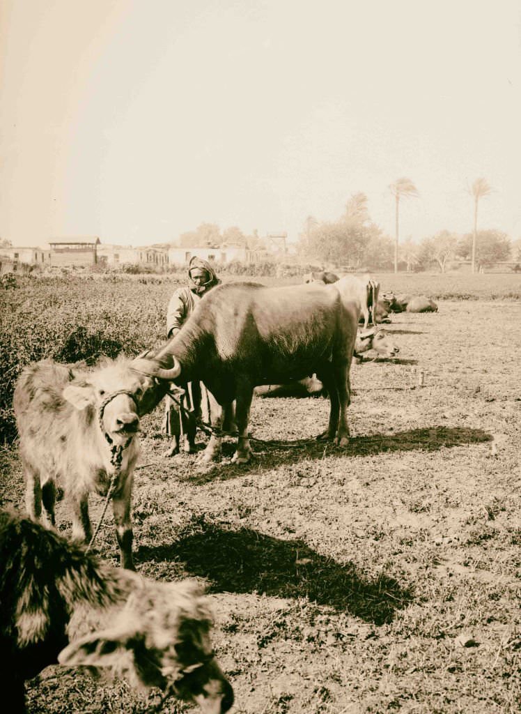 Egyptian buffaloes, 1900.
