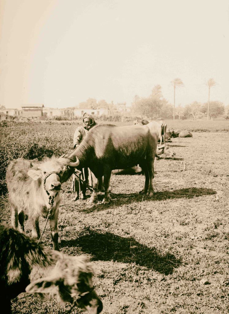 Egyptian buffaloes, 1900.