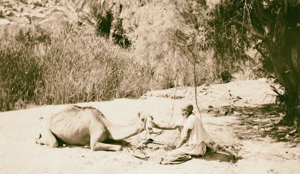 Caring for sick camel in Sinai, Egypt, 1900