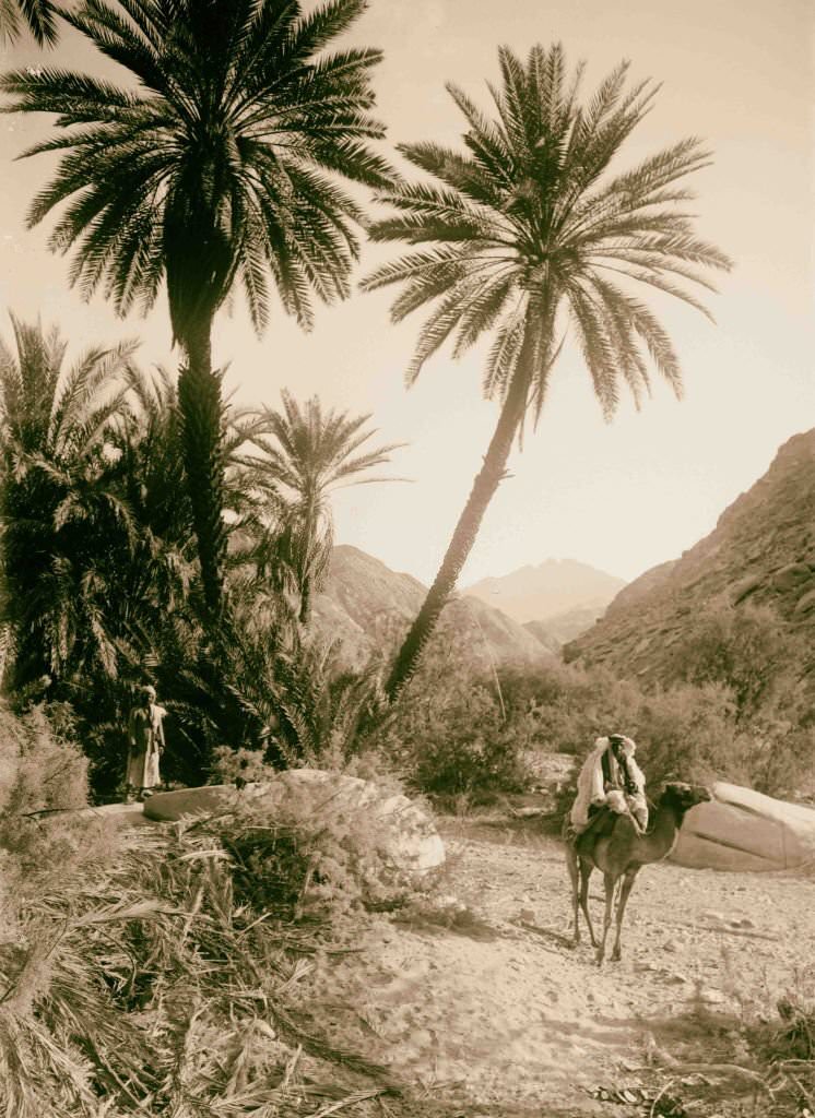 Picturesque palm grove in Wady Hebran in Sinai, Egypt, 1900