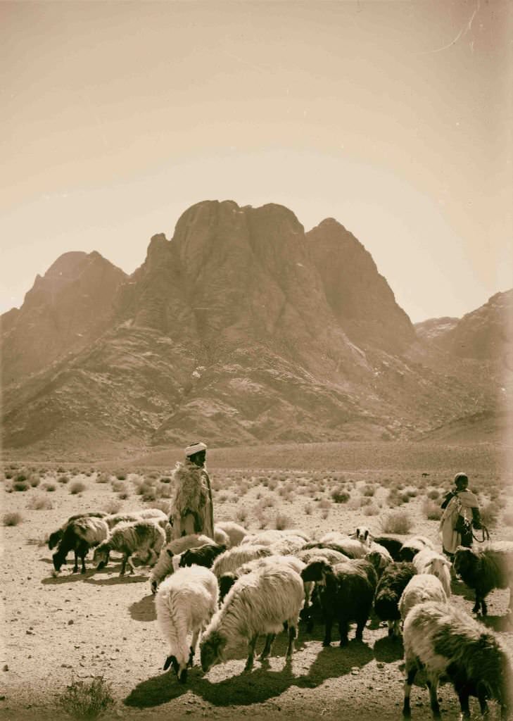 Shepherds and flocks before Mount Sinai, Egypt, 1900.