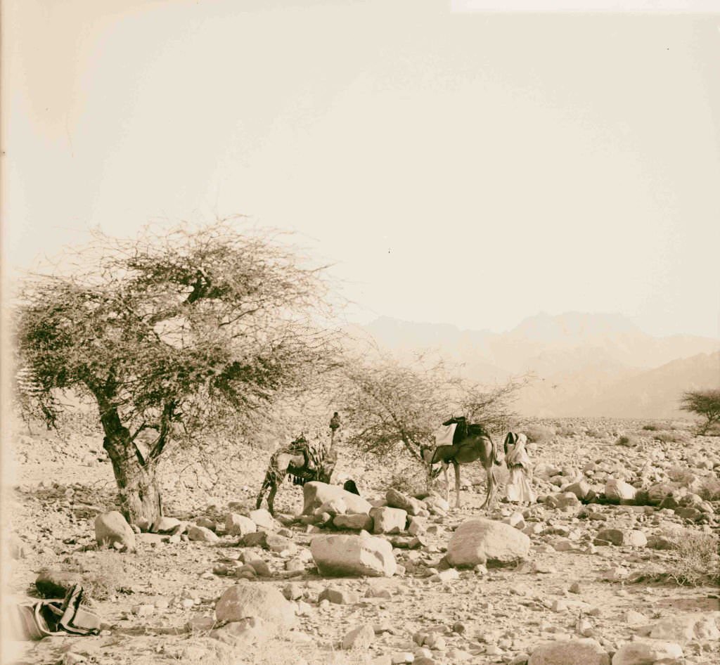 Ascending the Wady Hebran in Sinai, Egypt, 1900.