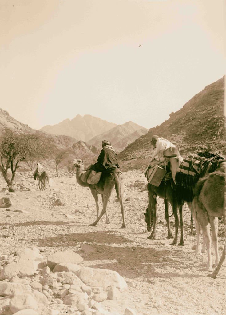 Caravan ascending Wady Hebran in Sinai, Egypt, 1900.