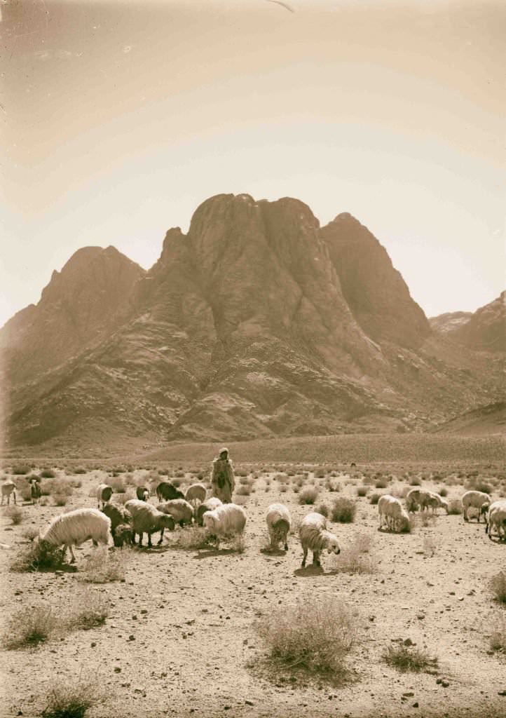 Shepherds with flocks before Mount Sinai in Sinai, Egypt, 1900
