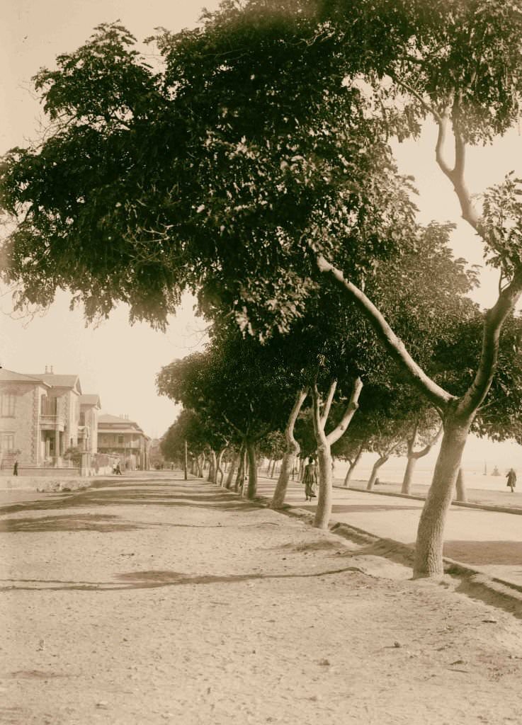 Sinai via the desert. Avenue along the Suez Canal at Port Tewfik, 1900.