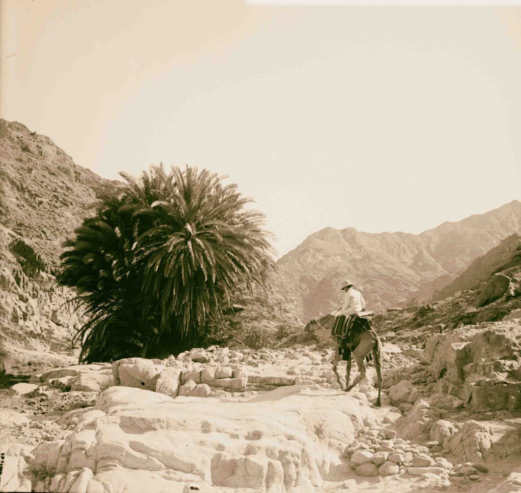 Small oasis in Wady Hebran in Sinai, Egypt, 1900