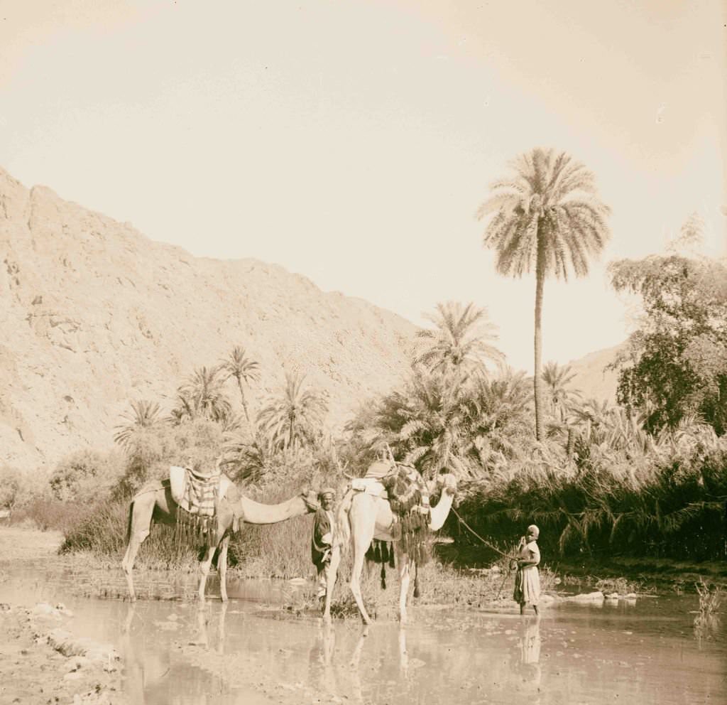 The abundance of water in Wady Feiran in Sinai, Egypt, 1900s