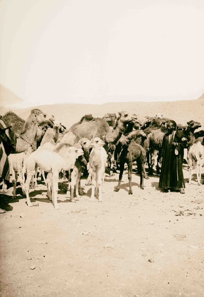 Herd of camels in the desert near the Pyramid, Egypt, 1900