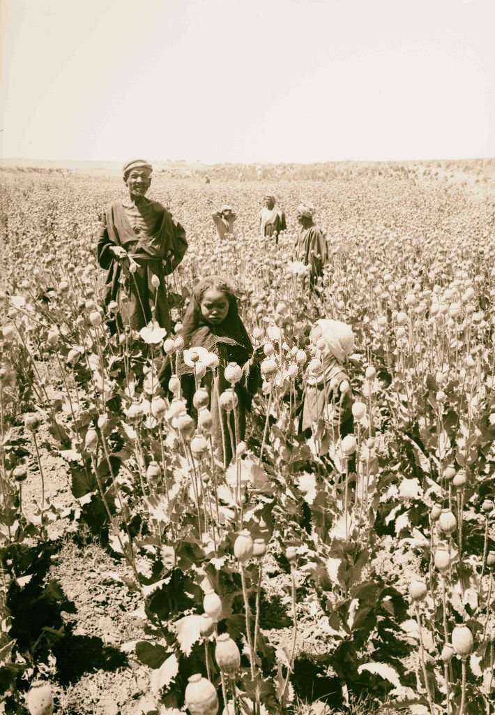 Gathering opium from seed pods of the poppy, Egypt, 1900