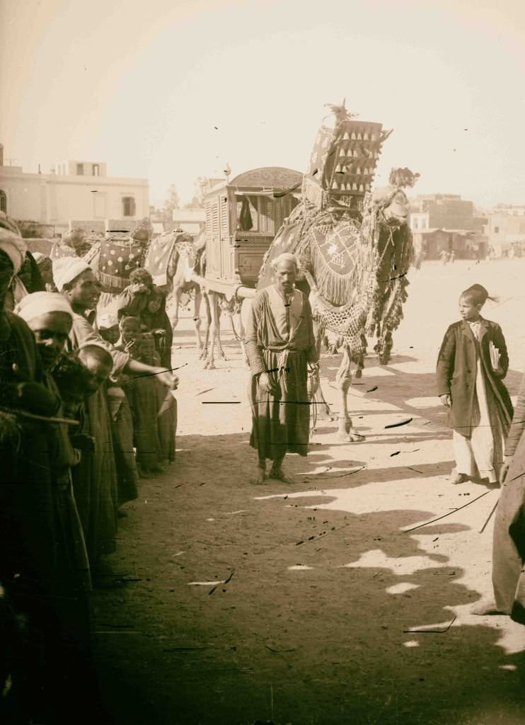 Camels used for carrying bridal party to wedding, Egypt, 1900s.