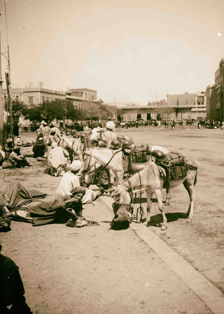 Cairo donkey boys with donkeys in Cairo, Egypt, 1900s