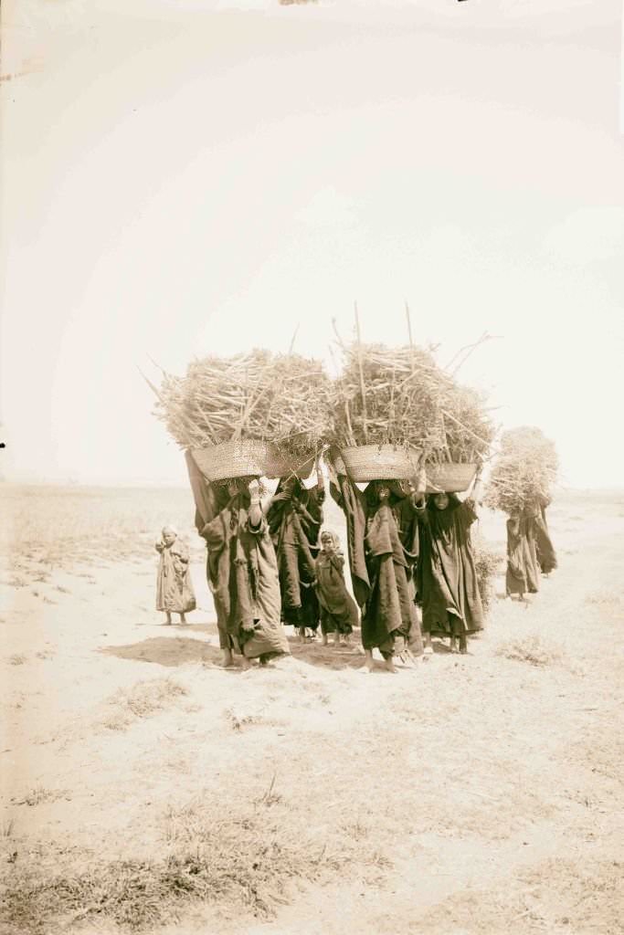 Egyptian characters, etc. Women carrying fuel, 1900s
