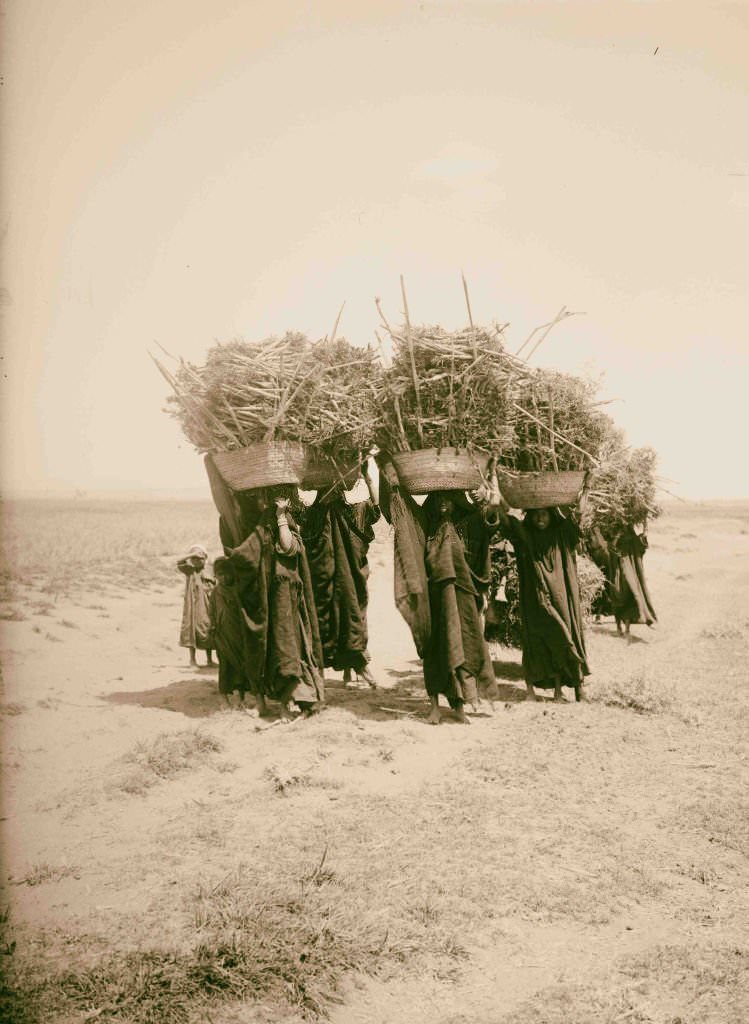 Women carrying fuel, Egypt, 1900.