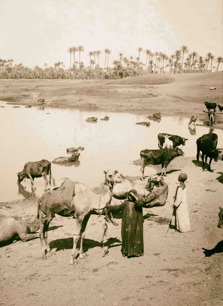 Cattle at a watering place, Memphis, Egypt, 1900.