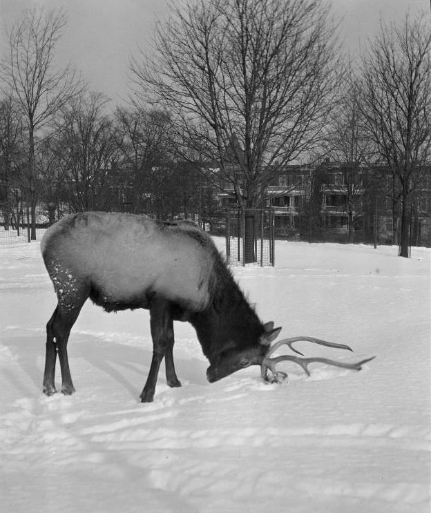 Elk, Franklin Park Zoo