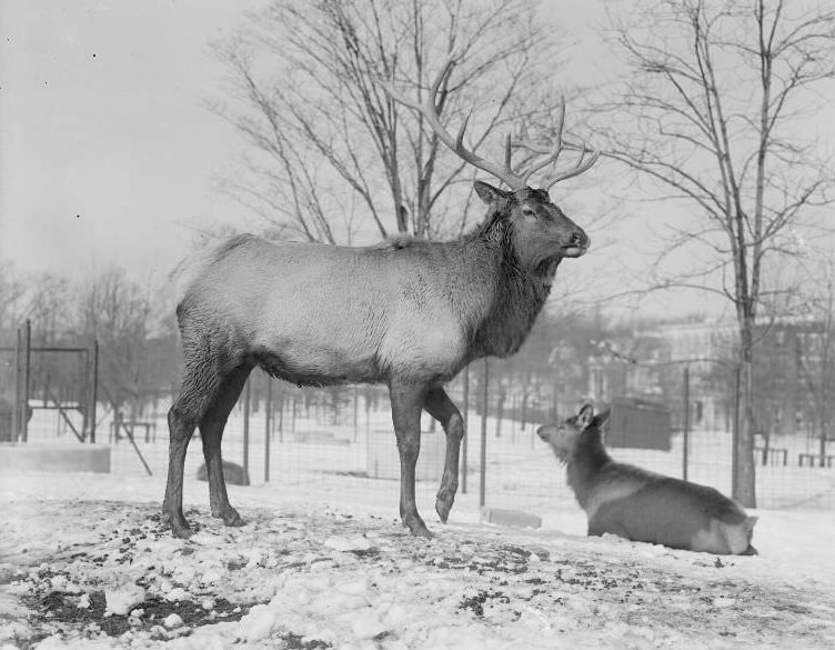 Elk, Franklin Park Zoo