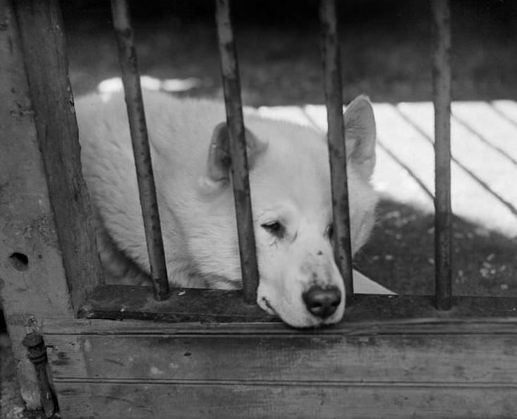 Eskimo dogs at Franklin Park Zoo