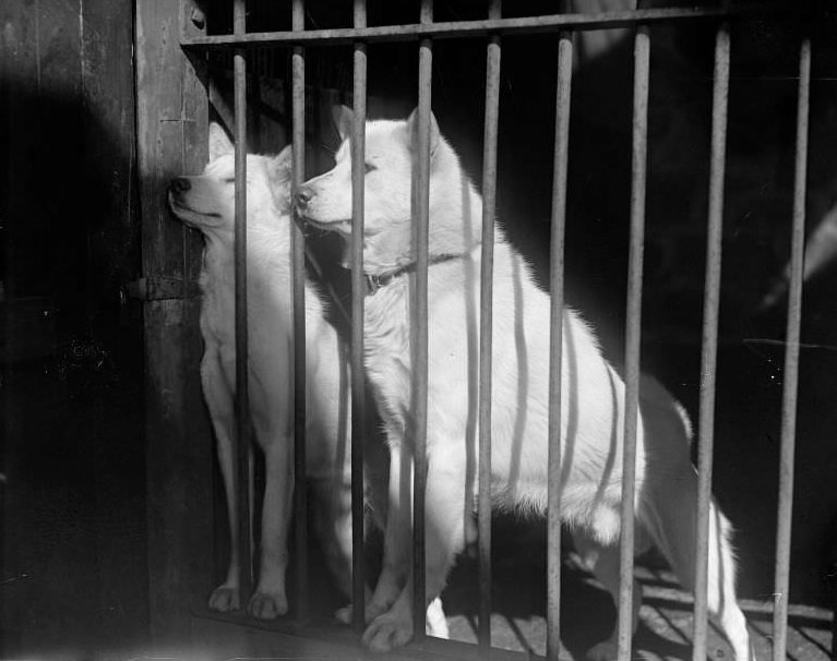 Eskimo dogs at Franklin Park Zoo