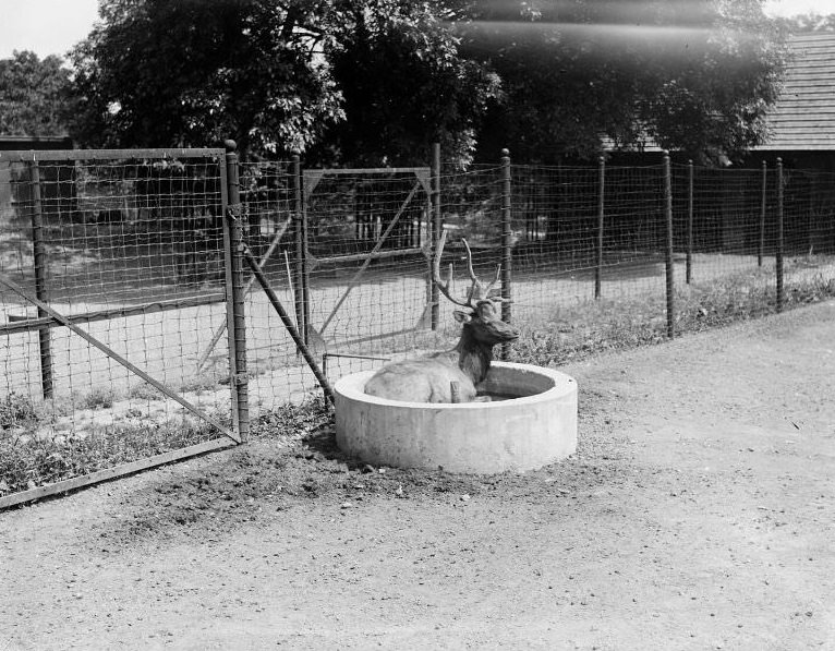 Franklin Park Zoo: "Cooling off" red deer in trough