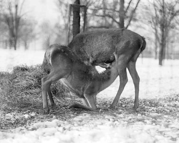 Franklin Park Zoo: Baby deer has lunch