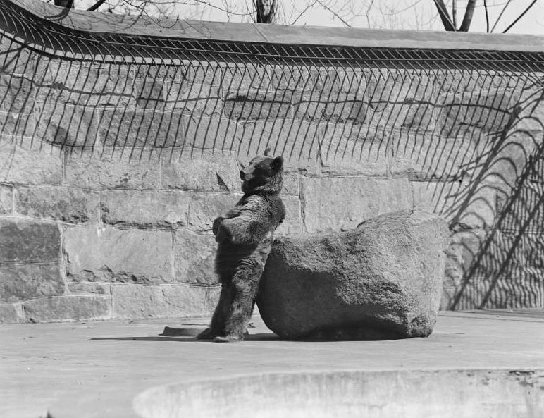 Franklin Park Zoo: Brown bear scratching back on rock