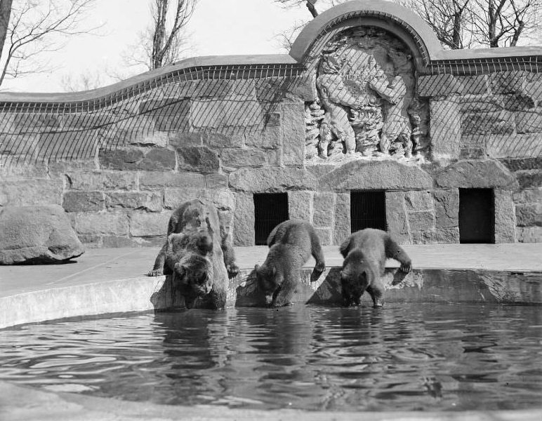 Franklin Park Zoo: Brown bears and cubs